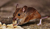 24 Hour & Emergency Exterminators in Pleasant Green, UT